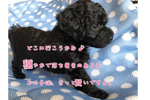 成約済の愛媛県のトイプードル-53350の1枚目